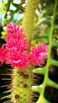 Flowering rat tail