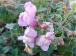 Antirrhinum molle