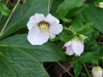 Helleborus x hybridus