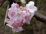 Viburnum x bodnantense Dawn