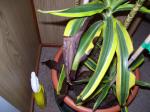 Dracaena with blacken leaves