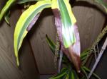 Dracaena with blackened leaf edges