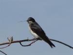 Tree Swallow