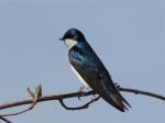 Tree Swallow