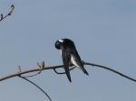 Tree Swallow