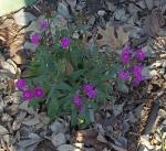 Dianthus