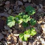 Malva sylvestris