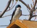 Tree Swallow