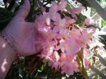 Flower of cane begonia...6ft tall