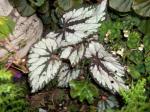 Ground growing begonia