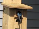 Tree Swallow