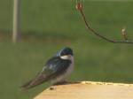 Tree Swallow