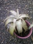 Dyckia