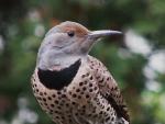 Female Northern Flicker