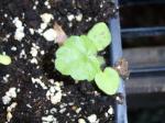 Ivy geraniums are germinated.