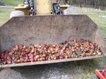 dropped apples from the Rome tree,