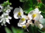 Begonia semperflorens or Wax Begonia