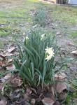 Wild Daffodils