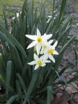 Wild Daffodils - closer