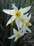 Wild Daffodils - closest