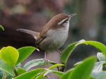 Bewicks wren.