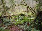 forest sword ferns
