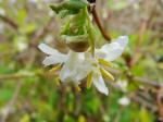 Lonicera fragrantissima