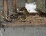 Red Poll, Pine Siskins, and Gold finches.