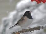 Junco in the snow.