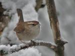 Bewick's wren in the snow.