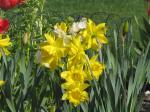 Daffodils