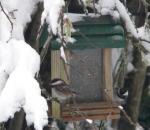 Chickadees at the feeder