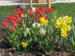 Tulips and Daffodils