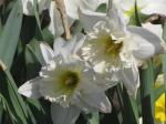 Daffodils