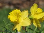 Daffodils