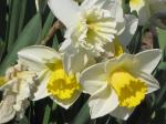Daffodils