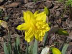 Daffodil