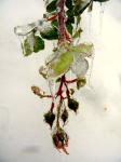 frozen rose buds