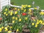 Daffodils