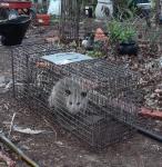 Possum in the trap this morning