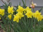 Daffodils