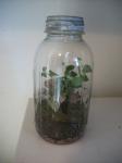 Old Ball Jar