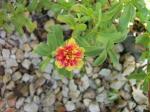 double moss rose/portulacca