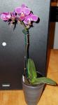 Phalaenopsis (Moth Orchid)