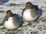 Northern Pintails