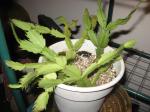 Christmas Cactus Cuttings