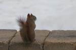 American red squirrel