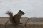 American Red squirrel