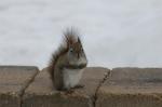 American Red squirrel