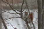 American Red squirrel